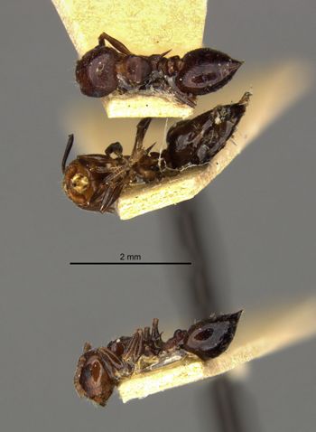Media type: image;   Entomology 20822 Aspect: habitus dorsal view